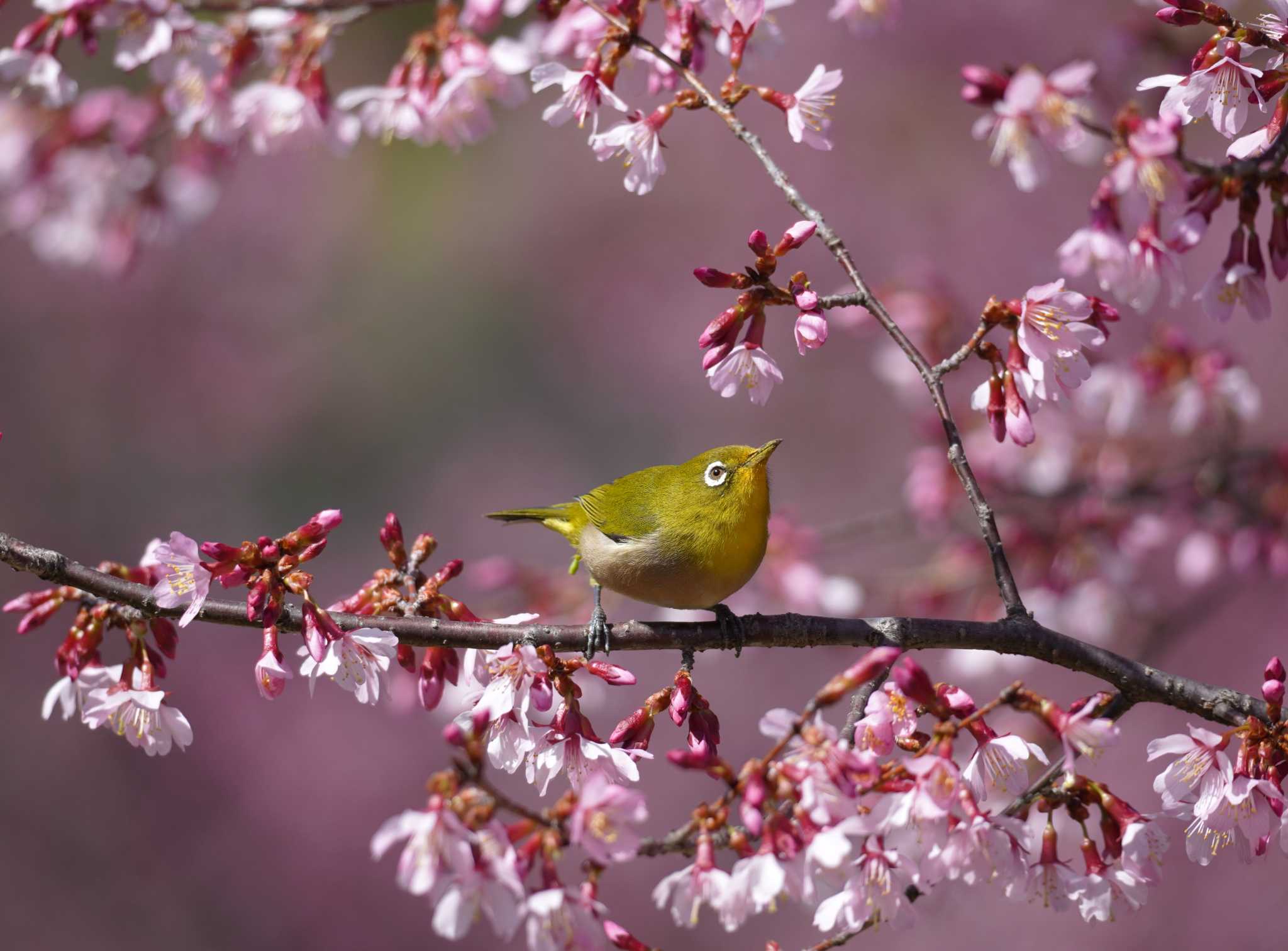 Warbling White-eye