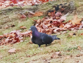 カワラバト 福岡県営春日公園(春日市) 2022年12月6日(火)