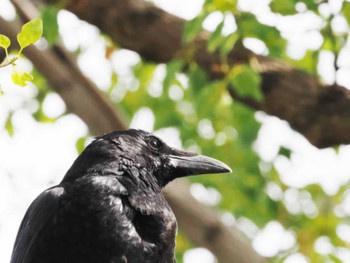 Carrion Crow 福岡県営春日公園(春日市) Tue, 12/6/2022