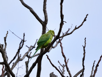 ワカケホンセイインコ 東京25 2018年12月2日(日)