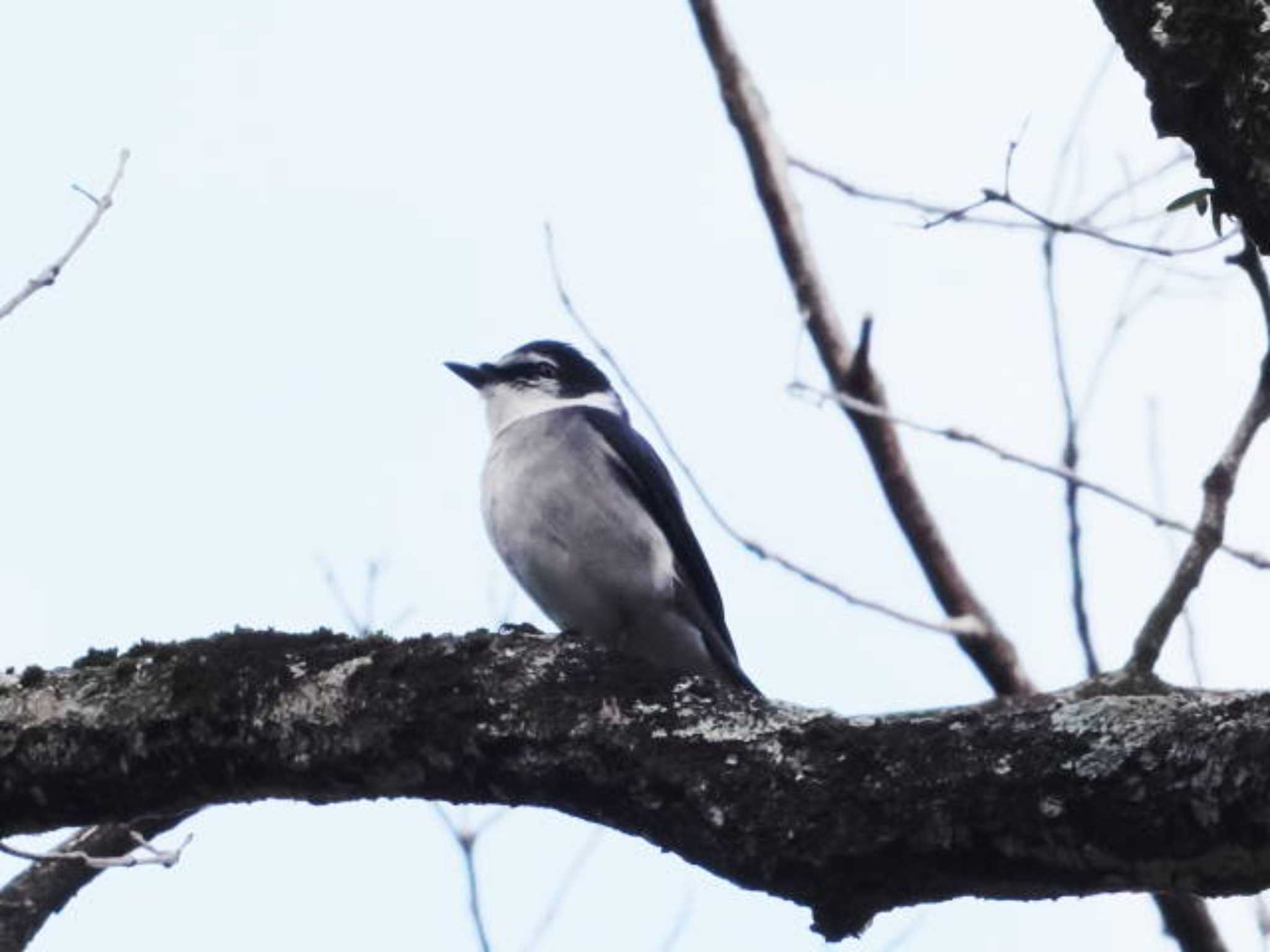 リュウキュウサンショウクイ