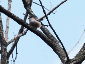 Long-tailed Tit 福岡県営春日公園(春日市) Tue, 12/6/2022