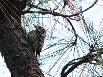 Japanese Pygmy Woodpecker 福岡県営春日公園(春日市) Tue, 12/6/2022