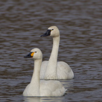 Tundra Swan(columbianus) 岩手県 Fri, 2/2/2024