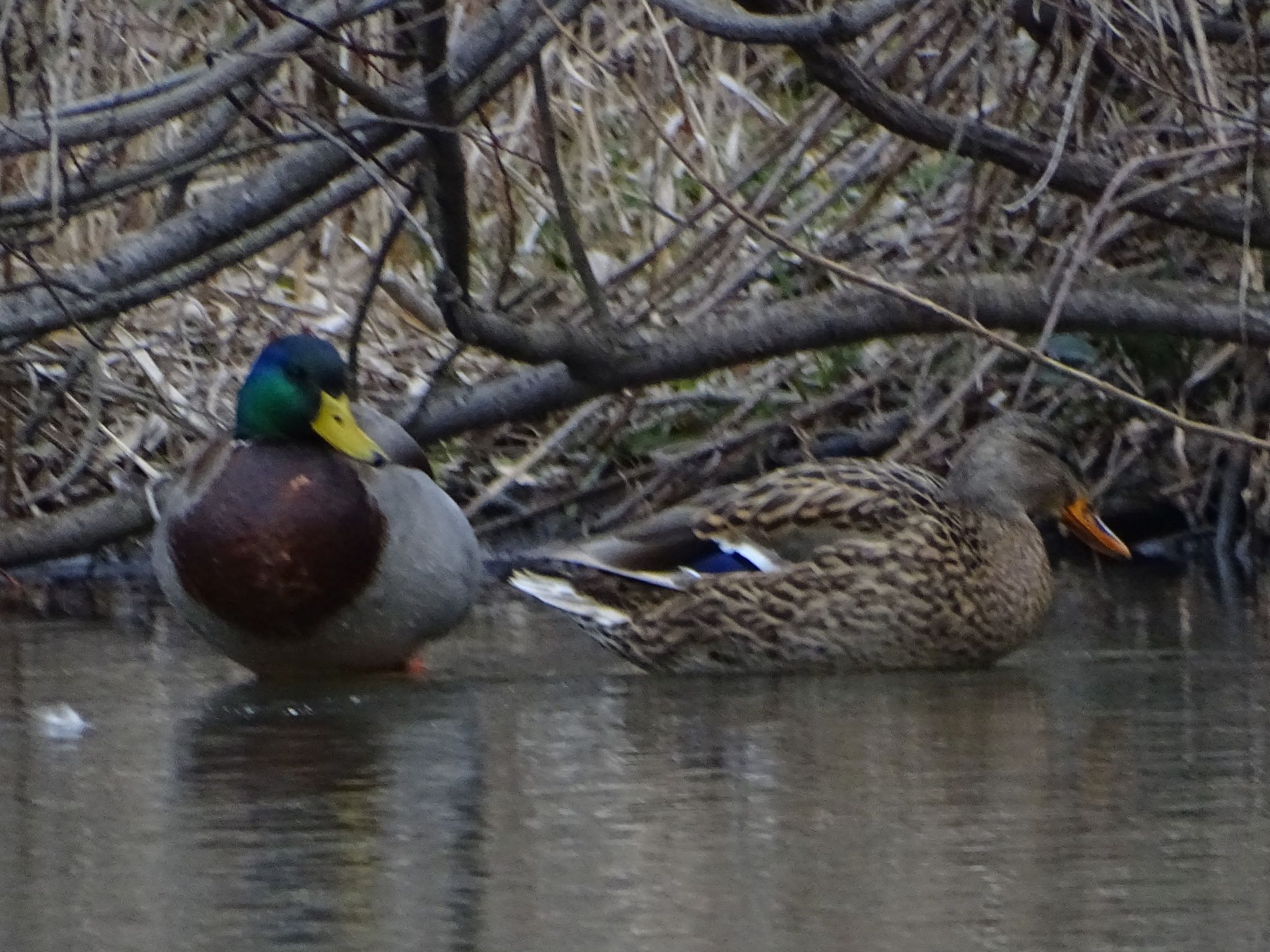 Mallard