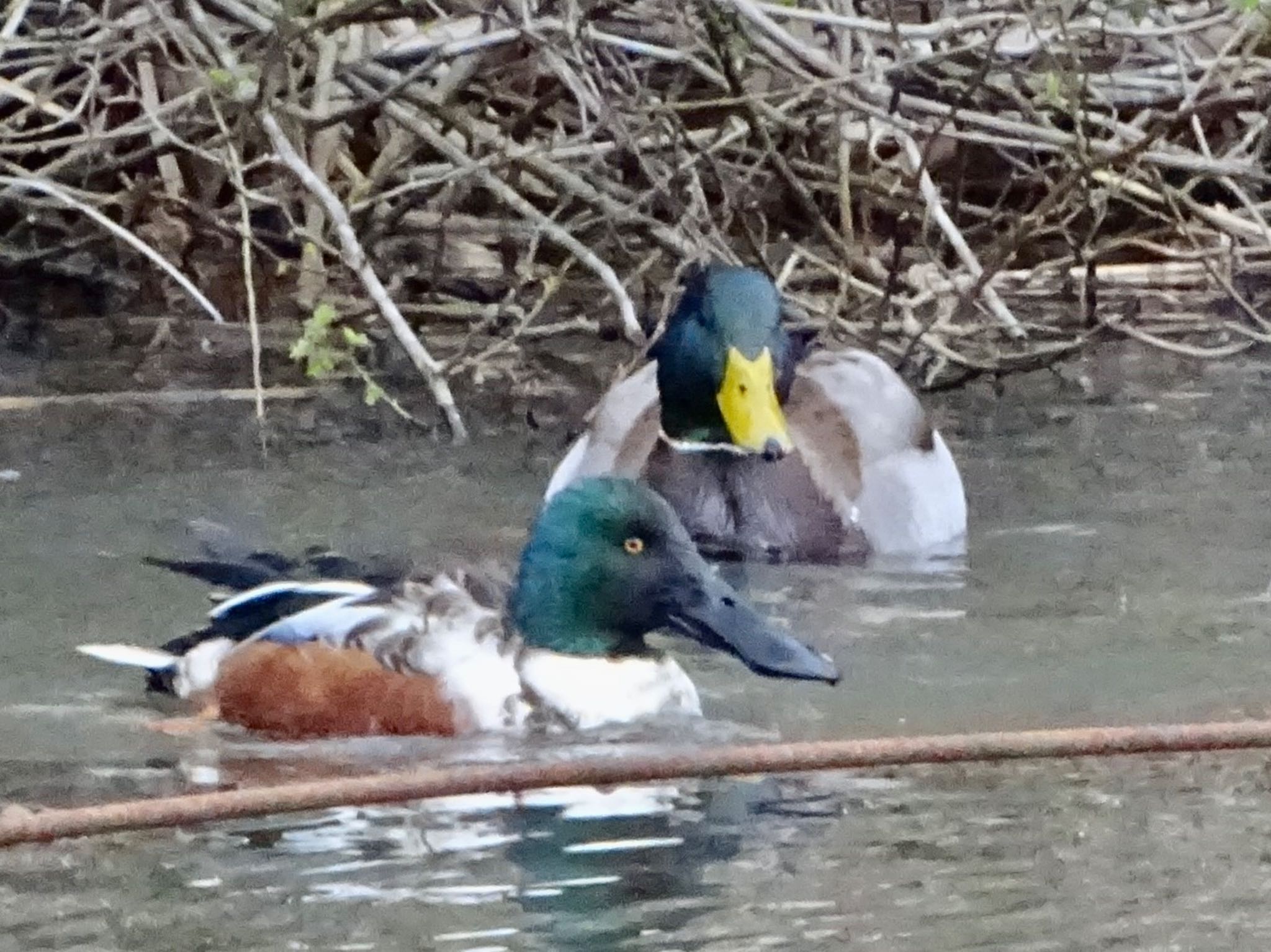 舞岡公園 ハシビロガモの写真 by KAWASEMIぴー