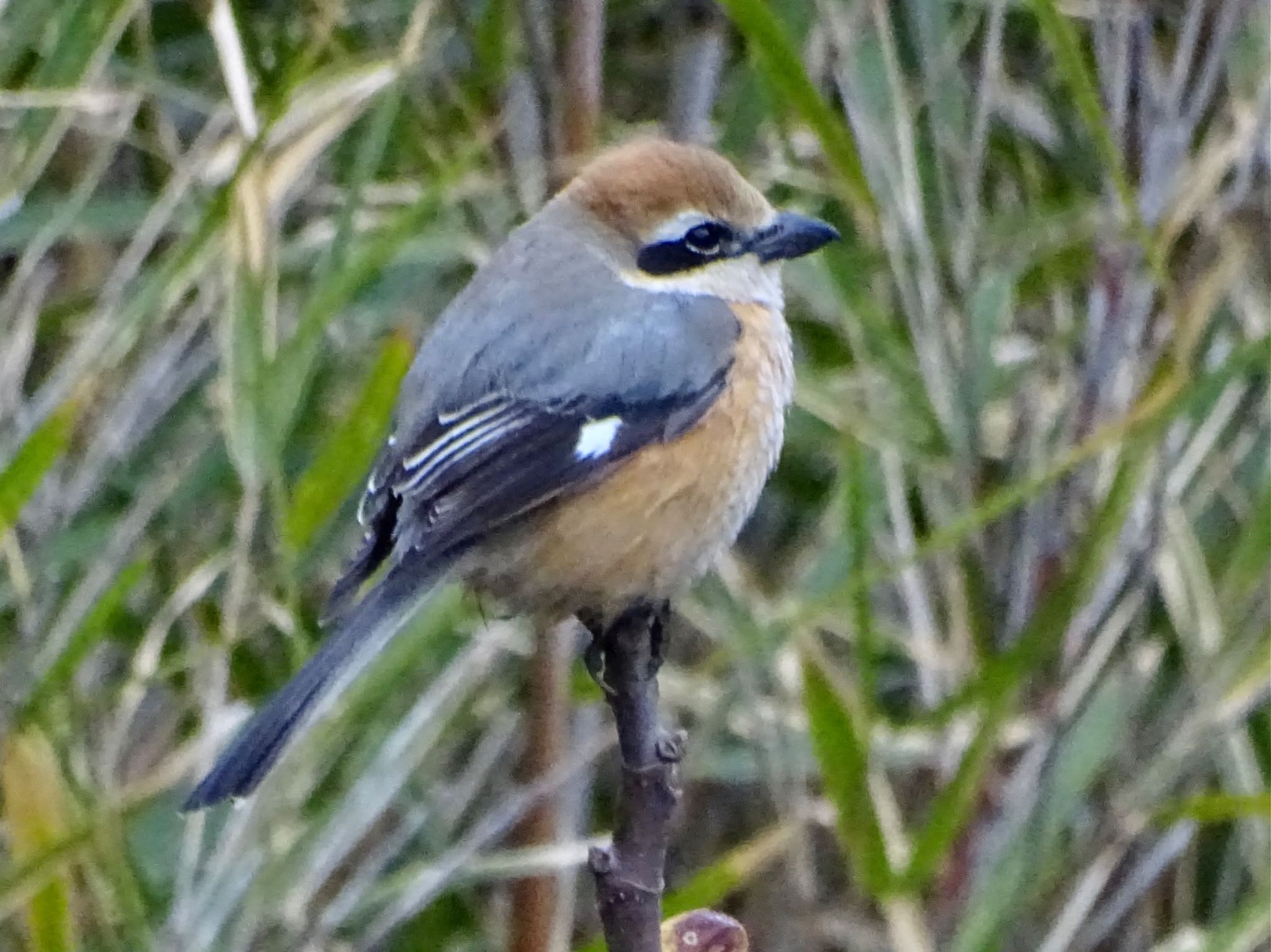 Photo of Bull-headed Shrike at Maioka Park by KAWASEMIぴー