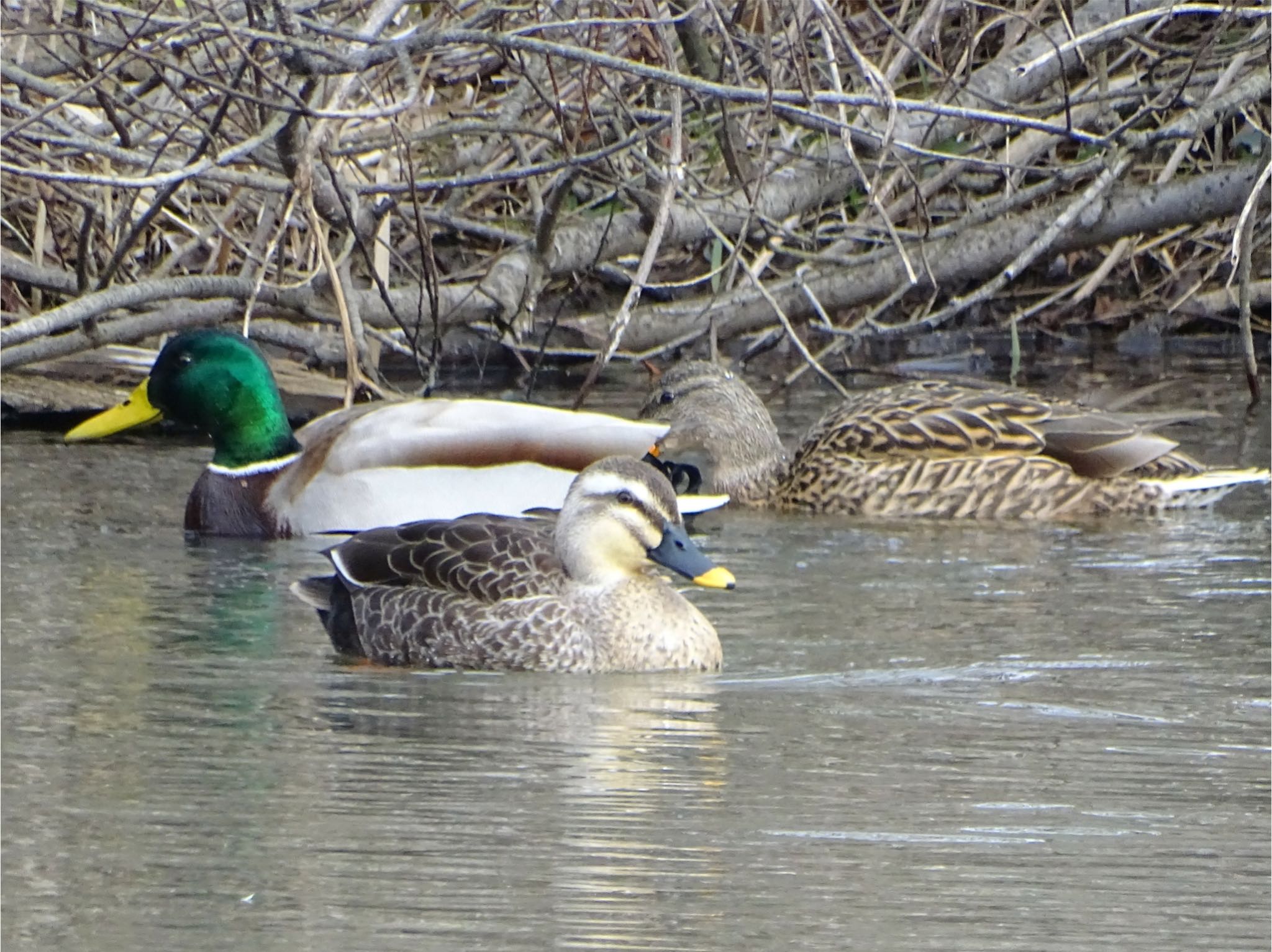 Photo of Eastern Spot-billed Duck at Maioka Park by KAWASEMIぴー