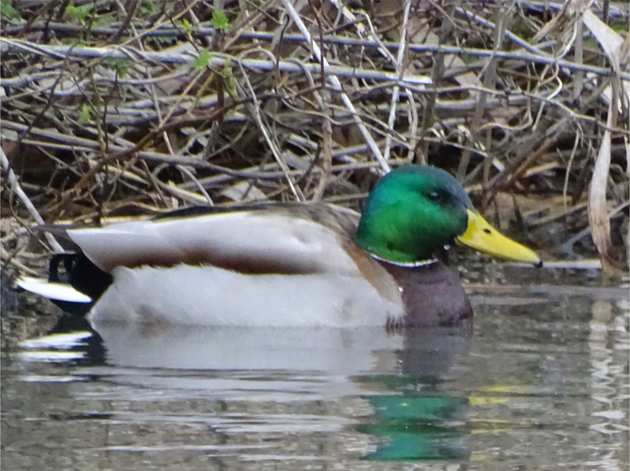 Mallard