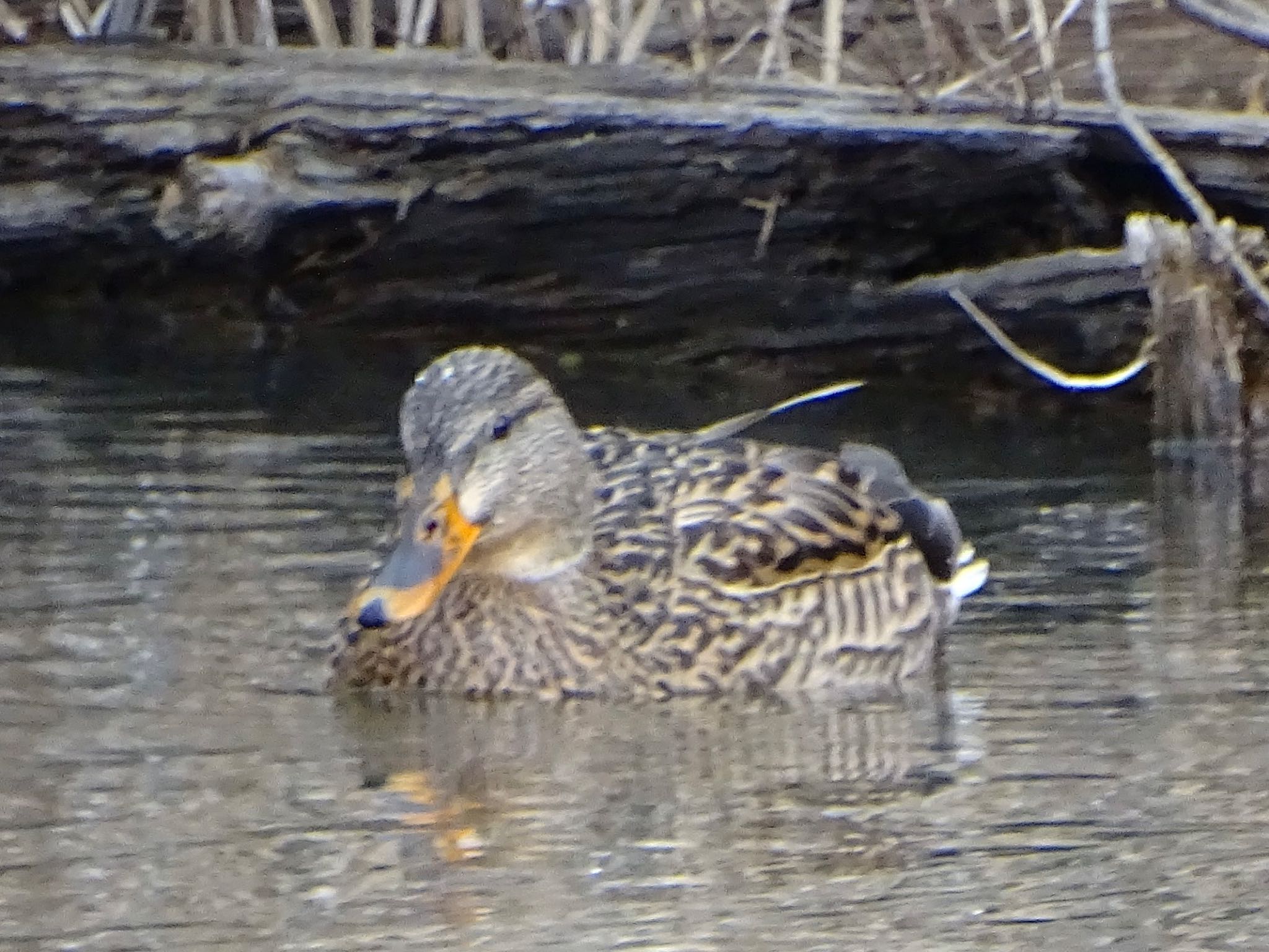 Photo of Mallard at Maioka Park by KAWASEMIぴー