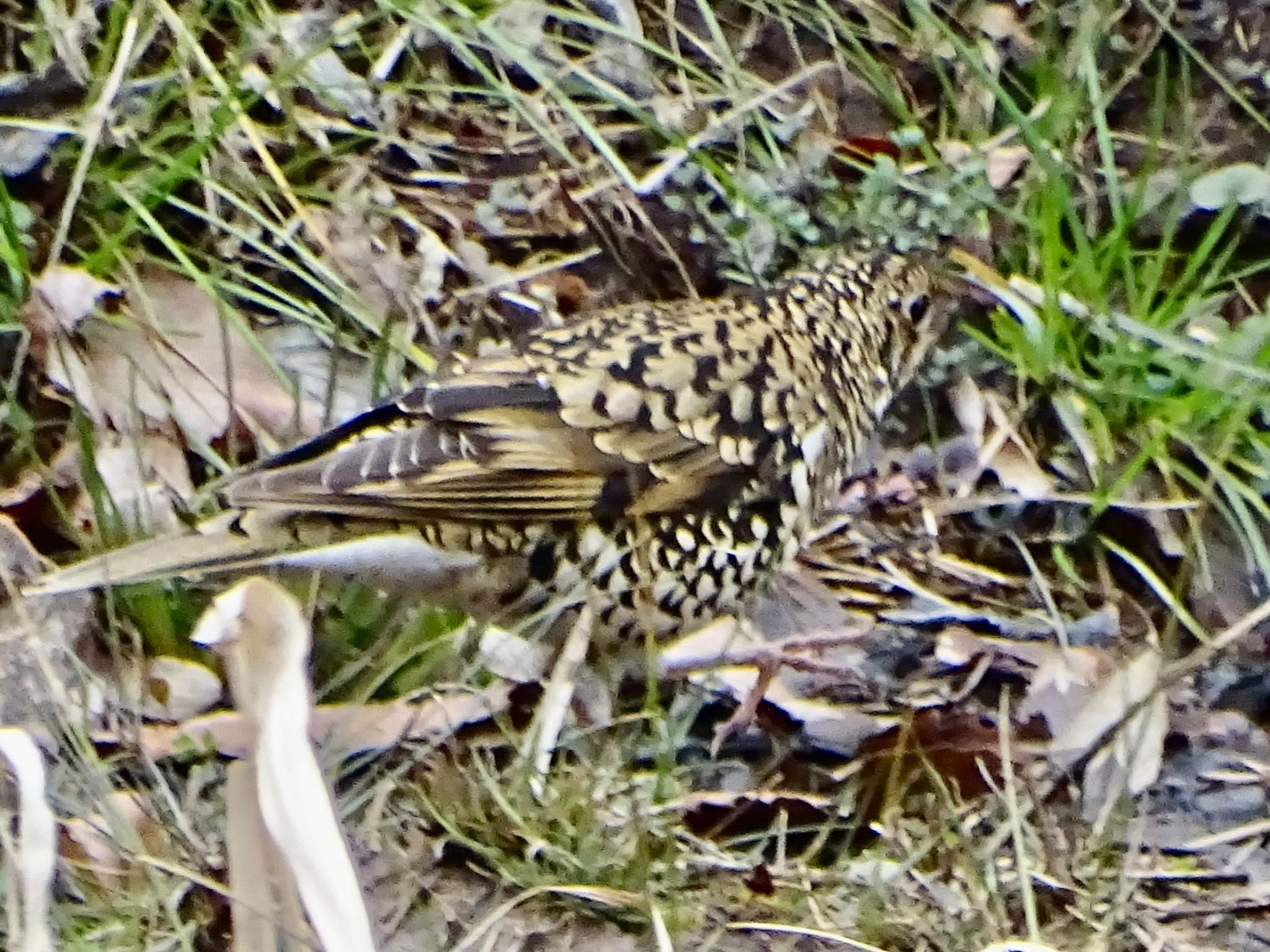 White's Thrush