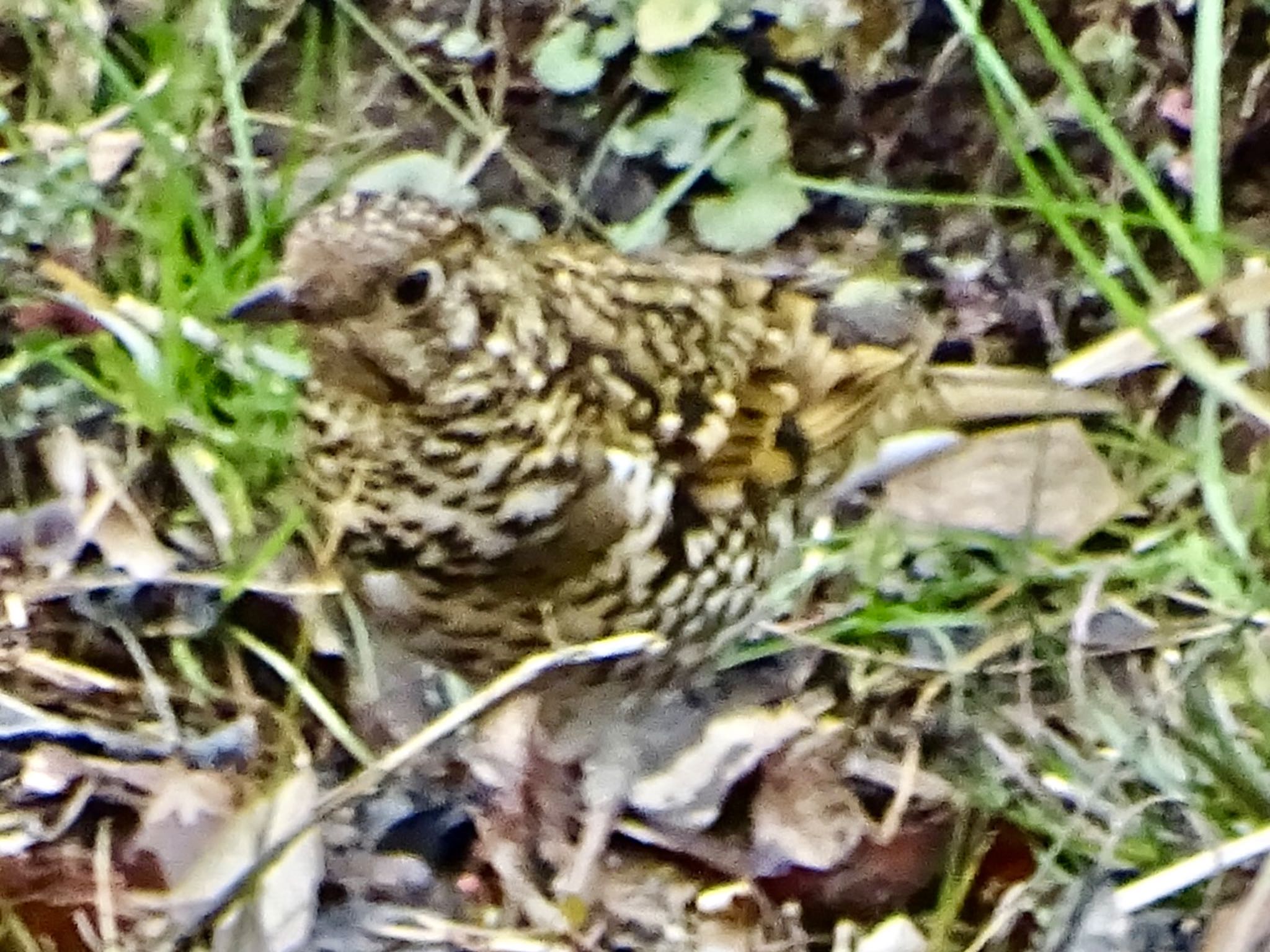 Photo of White's Thrush at Maioka Park by KAWASEMIぴー