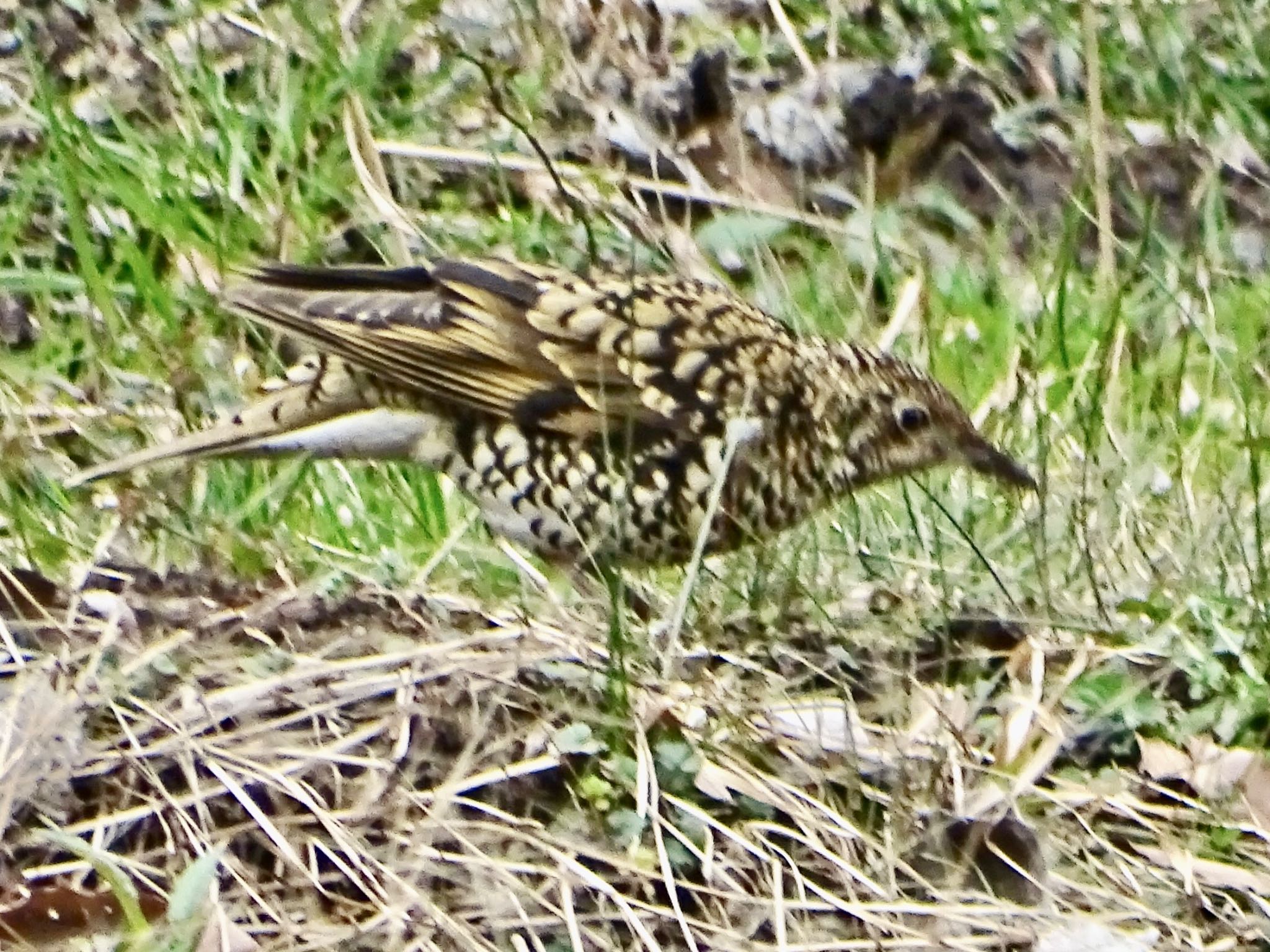 White's Thrush