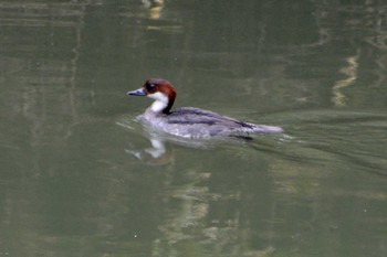 Smew 加木屋緑地 Thu, 3/8/2018