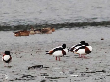 Common Shelduck 今津干潟 Sun, 12/4/2022