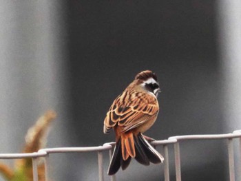 Meadow Bunting 今津干潟 Sun, 12/4/2022