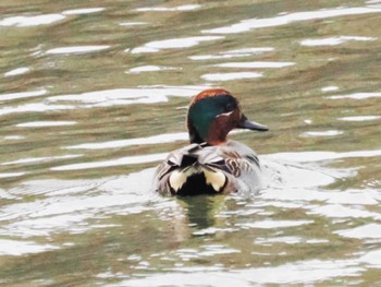 Eurasian Teal 今津干潟 Sun, 12/4/2022