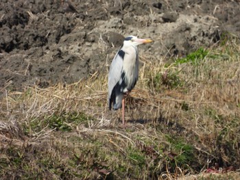 Grey Heron Gonushi Coast Thu, 3/7/2024