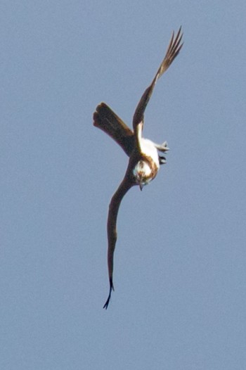 Osprey 島田川河口(山口県) Thu, 3/7/2024