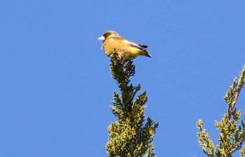 Grey-capped Greenfinch Akigase Park Sat, 3/2/2024