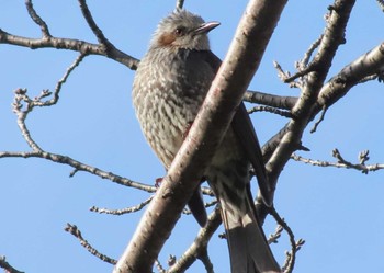 Brown-eared Bulbul さいたま市 Sat, 3/2/2024