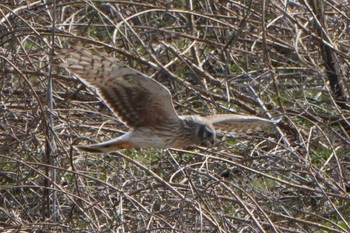 Hen Harrier 利根川 Unknown Date