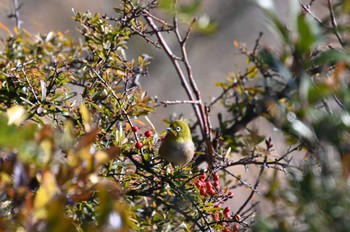 Warbling White-eye Yatsu-higata Sun, 1/14/2024