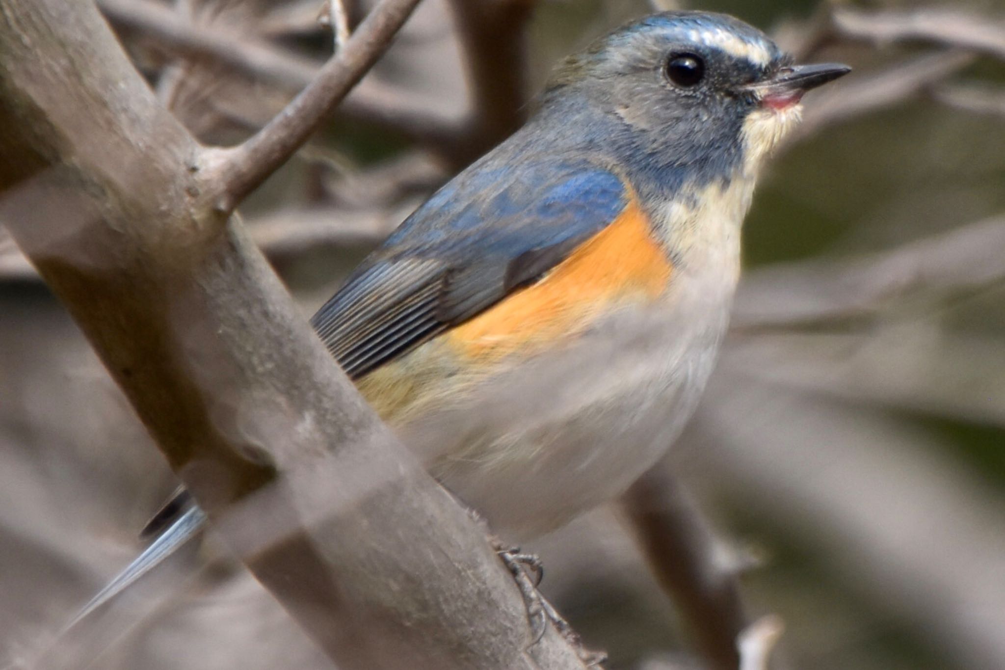 Red-flanked Bluetail