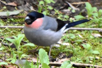 2024年3月7日(木) 大町自然観察園の野鳥観察記録