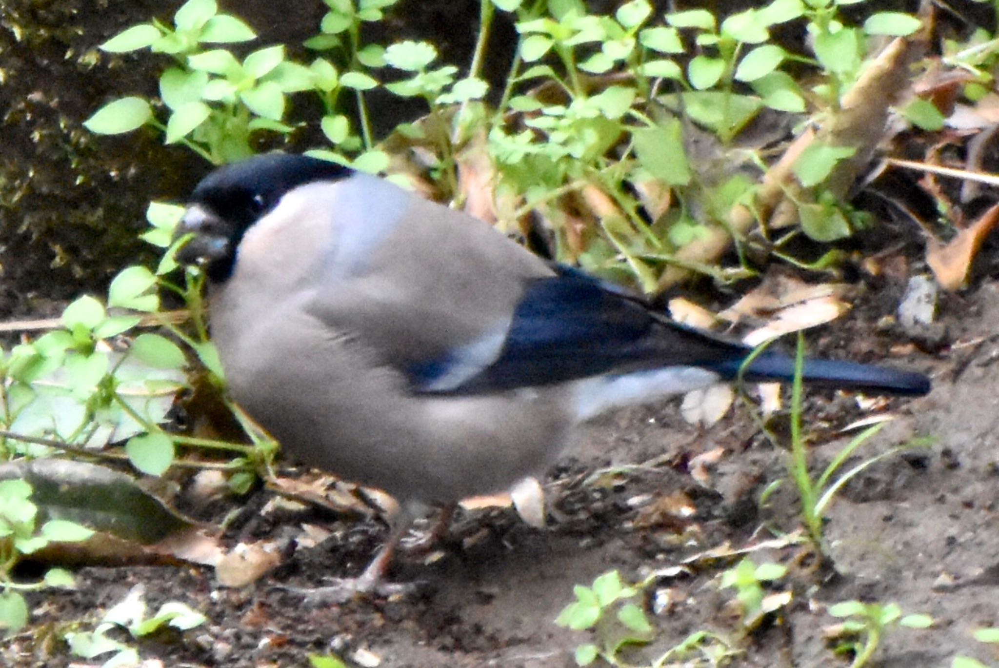 Photo of Eurasian Bullfinch at 大町自然観察園 by 遼太