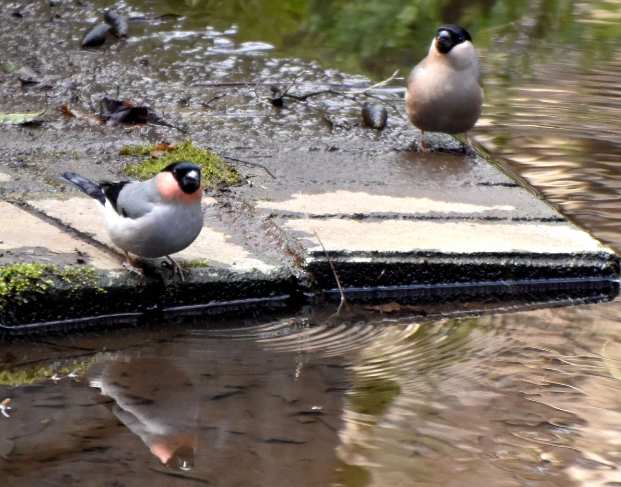 Eurasian Bullfinch