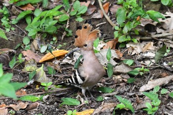 2024年3月6日(水) 石垣島の野鳥観察記録