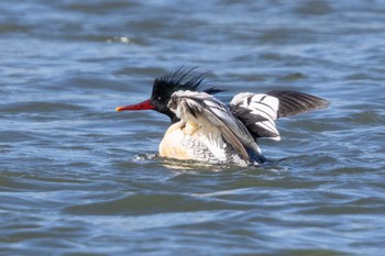 Scaly-sided Merganser Unknown Spots Fri, 2/16/2024