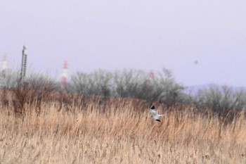 ハイイロチュウヒ 渡良瀬遊水地 2024年2月27日(火)