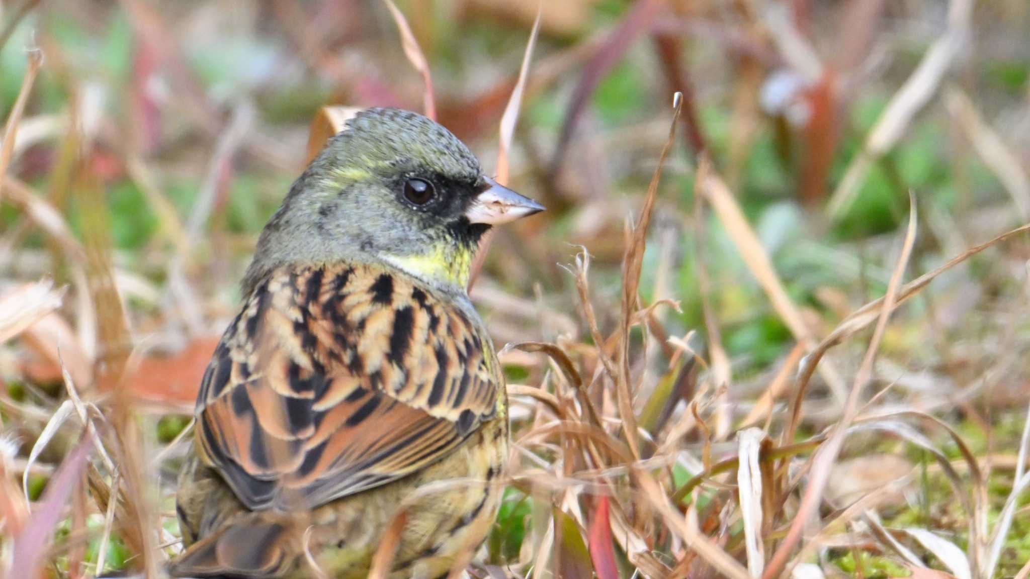 Masked Bunting