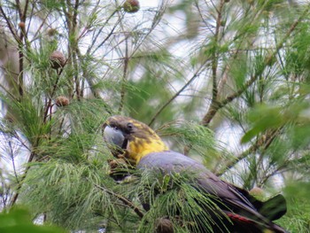 テリクロオウム Bobbin Head, Ku-ring-gai Chase NP, NSW, Australis 2024年2月27日(火)