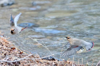 Japanese Waxwing 大室公園 Thu, 3/7/2024