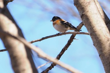 Brambling 大室公園 Sat, 3/2/2024