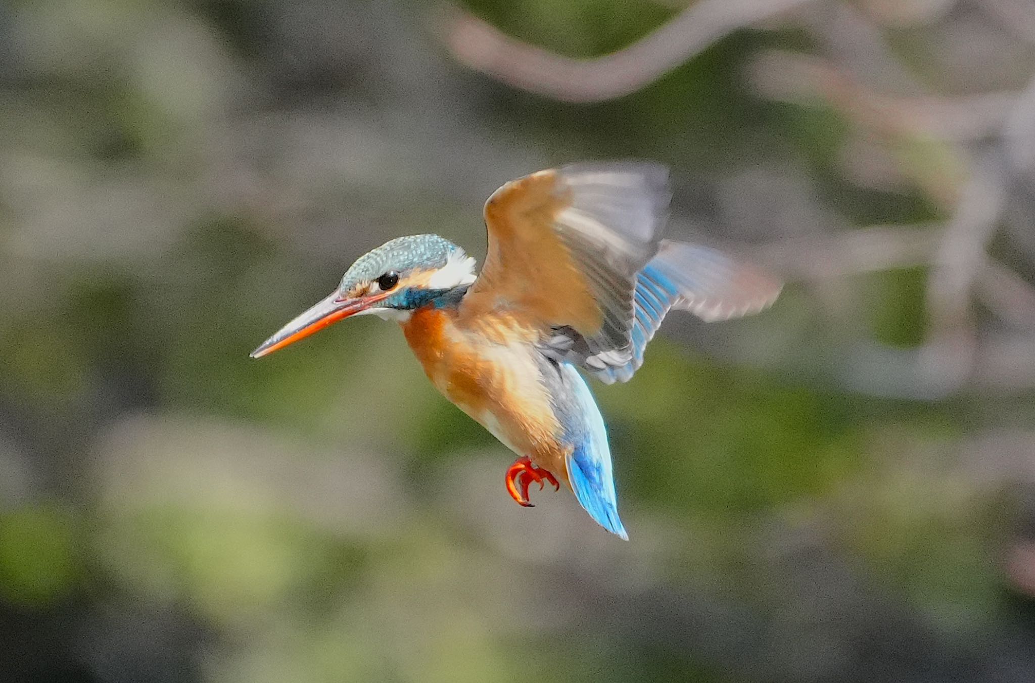 カワセミ