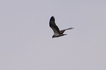 Osprey 淀川河川敷 Thu, 3/7/2024