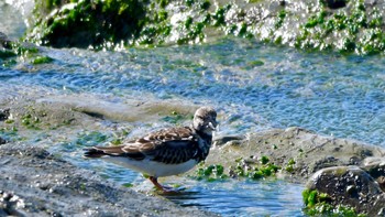 キョウジョシギ 御前崎海岸 2024年3月3日(日)