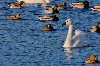 アメリカコハクチョウ 夏目の堰 (八丁堰) 2024年2月10日(土)