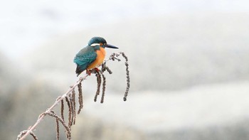 カワセミ 鴨川 2024年2月10日(土)