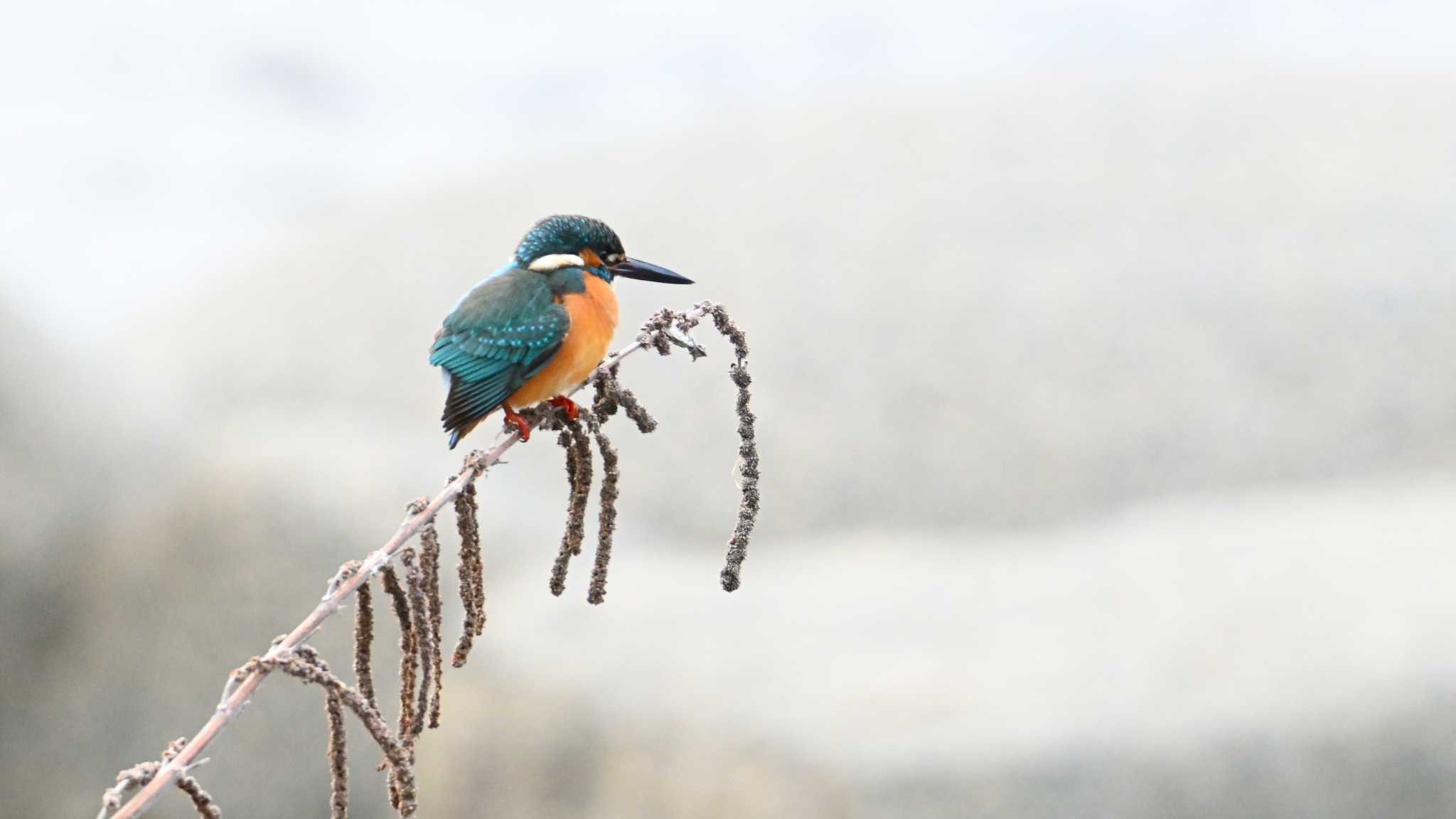 Common Kingfisher