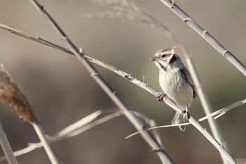Common Reed Bunting 多摩川 Wed, 2/28/2024