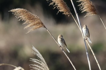 Common Reed Bunting 多摩川 Wed, 2/28/2024