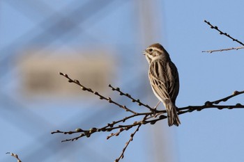 Common Reed Bunting 多摩川 Wed, 2/28/2024