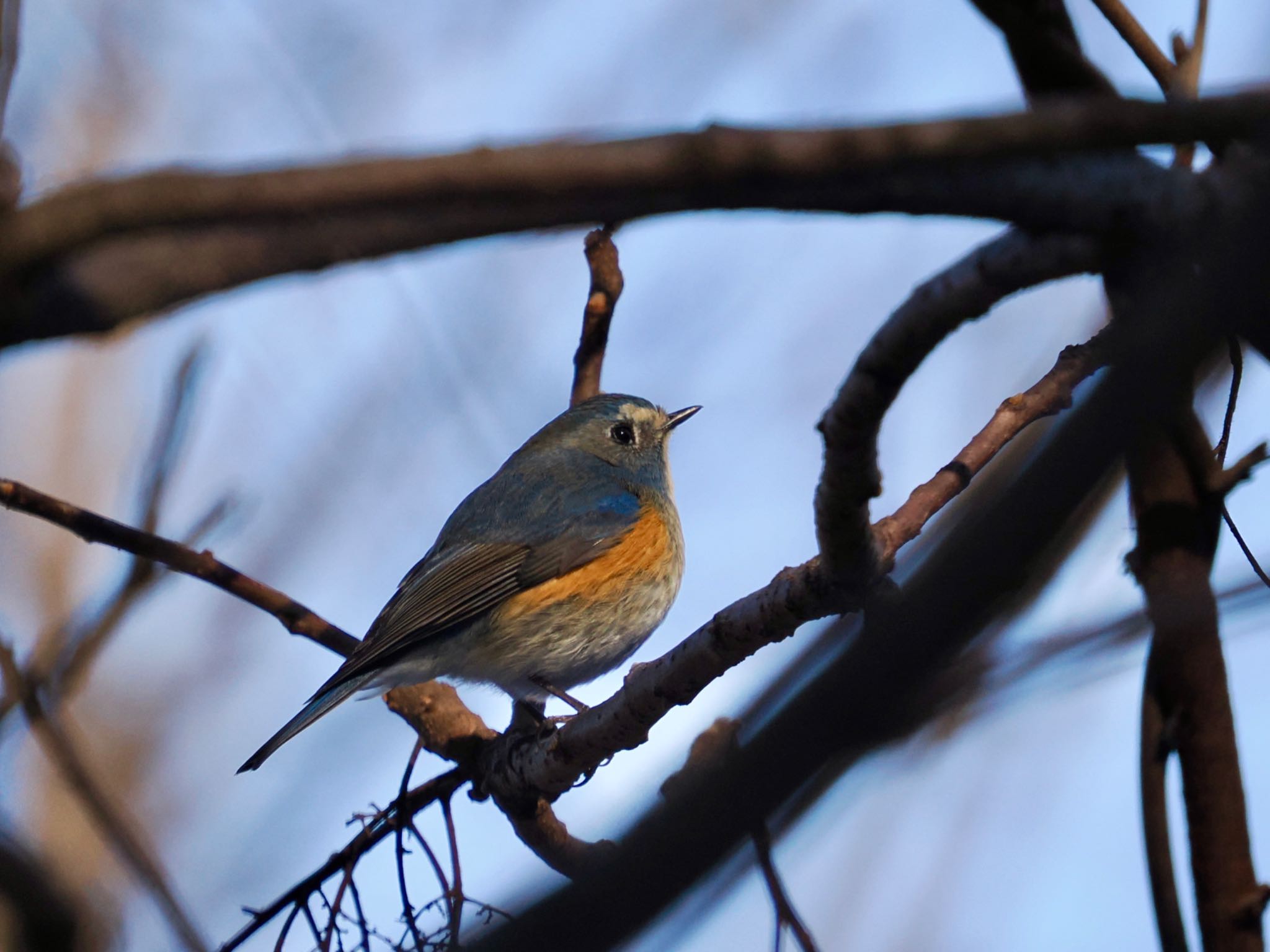 Red-flanked Bluetail