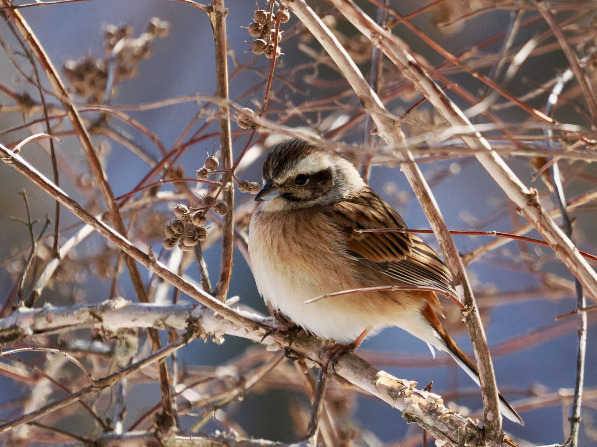 Meadow Bunting