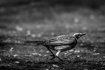 Dusky Thrush 金井公園 Wed, 3/6/2024